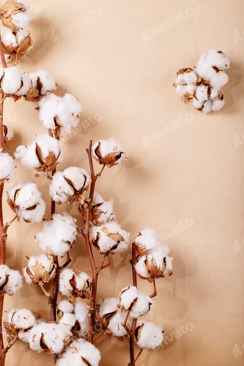 Preview: Dry cotton flower