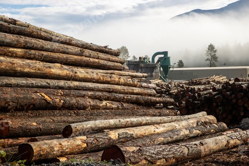 Preview: A stack of cut trees lays wet in a pile at a lumber yard after being logged from a forest
