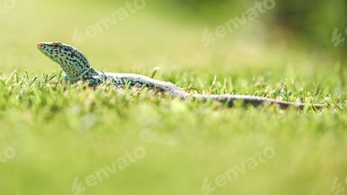 Preview: Endemic Ibiza Wall Lizard in Natural Habitat