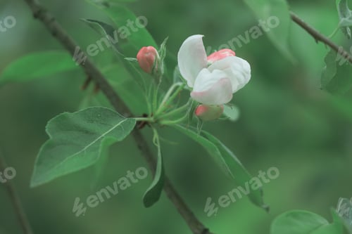 Preview: Natural green background with place for text and white pink flowers of apple tree