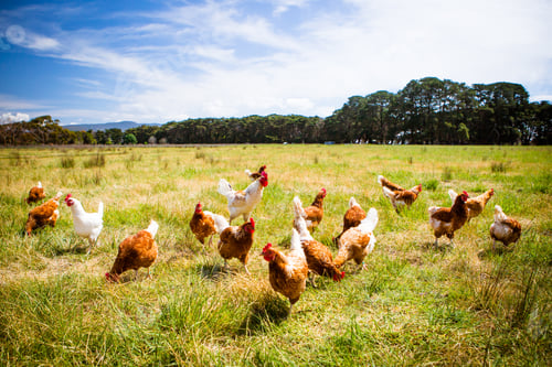 Preview: Chickens In A Field