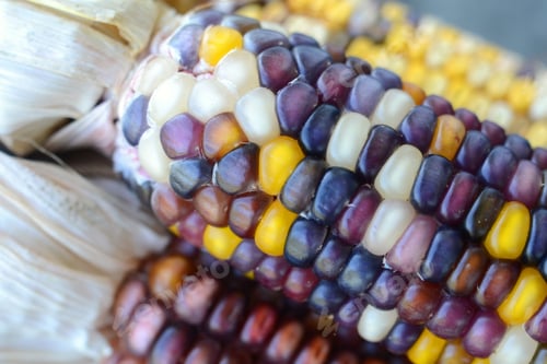 Preview: Rich colorful Indian Corn cobs in purples and yellow - natural earth tones