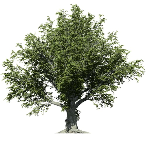 Preview: American Beech front view isolated on white background