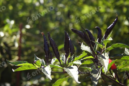 Preview: Black Cobra Peppers Growing in Garden