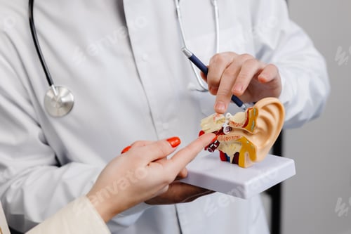 Preview: Otolaryngologist doctor shows a mock-up of an ear and tells a patient about the structure of the ear