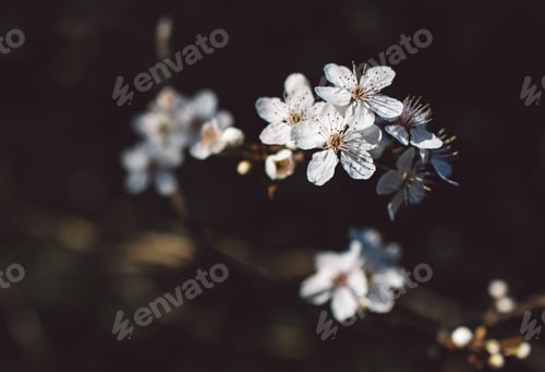 Preview: Spring flowers