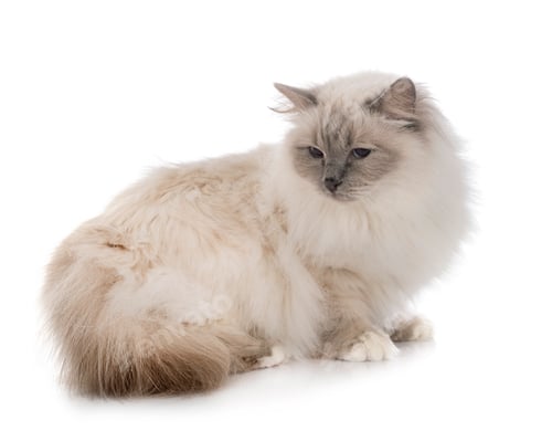 Preview: birman cat in studio