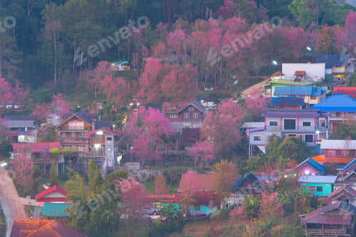 Preview: Sakura cherry flowers blossom trees of national park. Natural landscape background. Pink color