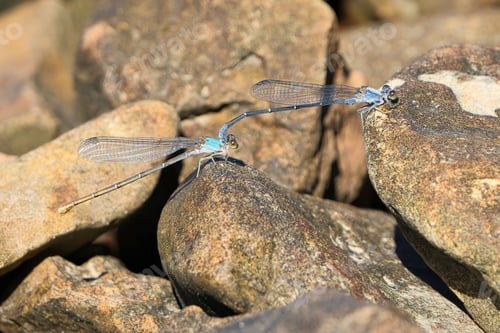 Preview: Blue damselflies on rocks in sunlight
