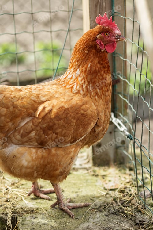 Preview: Brown Hen Standing Near Wire Fence in Enclosure. Farming.