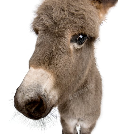 Preview: Close-up portrait of donkey foal, 2 months old, against white background, studio shot
