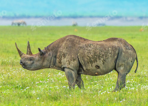 Preview: A Best wildlife tours in the world