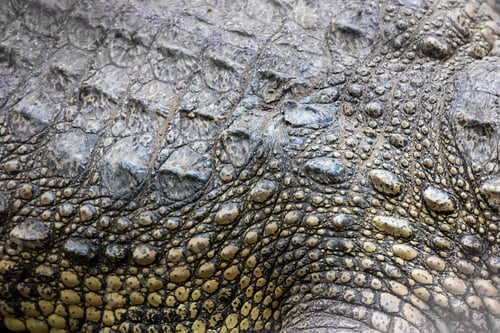 Preview: Siamese crocodiles Mekong delta in Vietnam