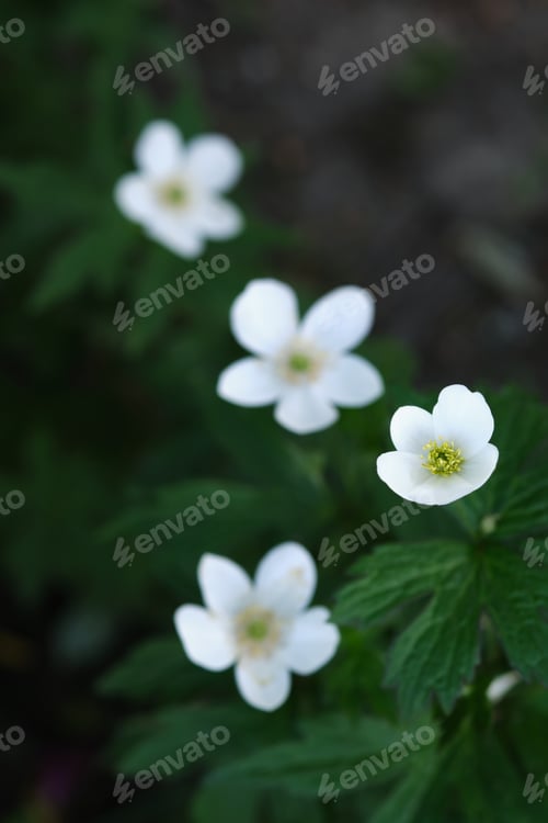 Preview: White flowers of Anemone close-up.