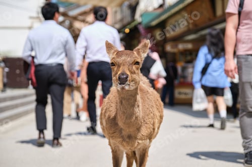 Preview: Japanese deer or Nihonjika in a street full of people in Miyajima, Japan.