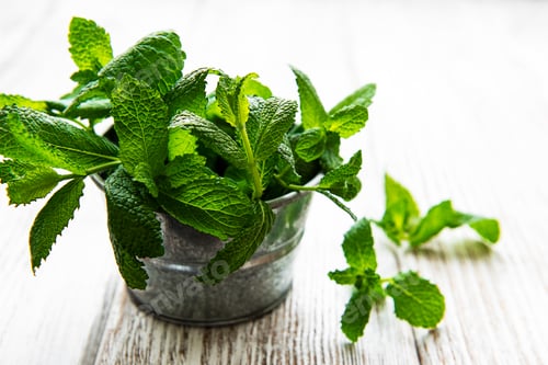Preview: Fresh mint