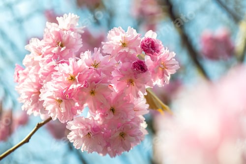 Preview: Sakura flowers, cherry blossom
