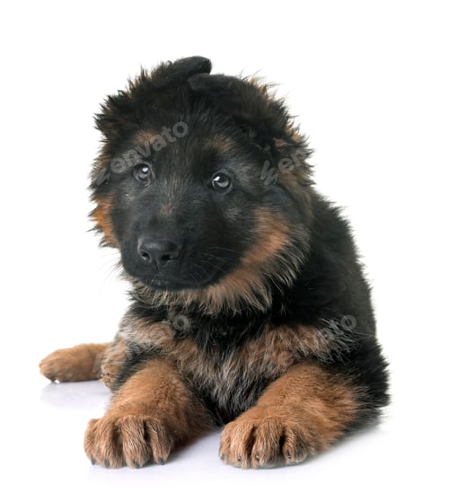 Preview: puppy german shepherd