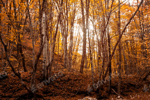 Preview: tree with yellow leaves in october
