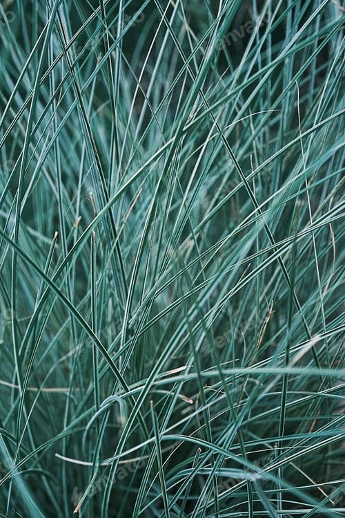 Preview: Blurred natural background. Turquoise garden grass
