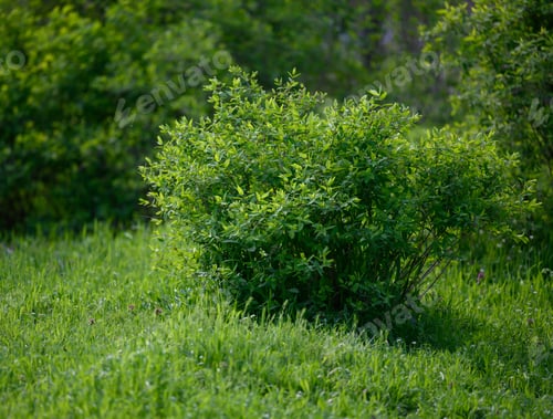Preview: Large bush with green leaves in a spring park