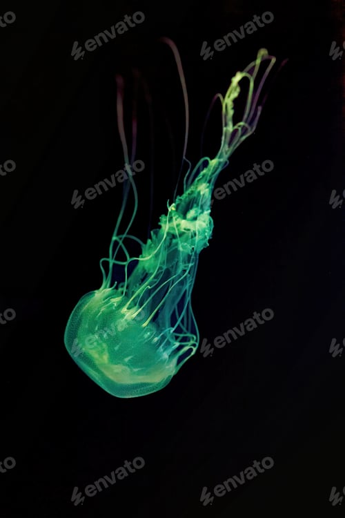 Preview: Macro shot of Chrysaora quinquecirrha underwater