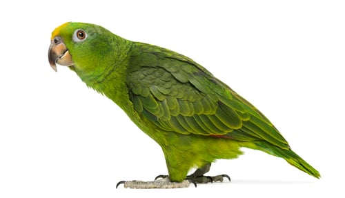 Preview: Panama Yellow-headed Amazon (5 months old) isolated on white