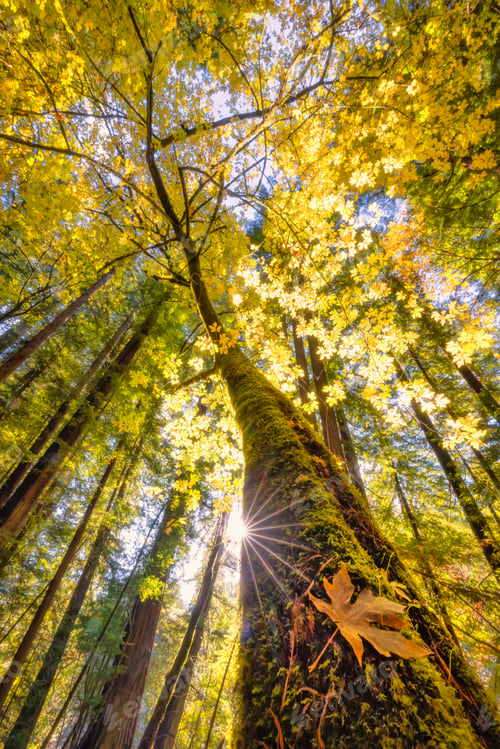 Preview: Low anglshot of sun rays beam through trees in a forest