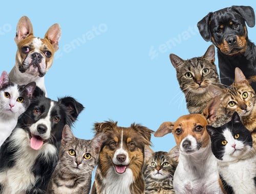 Preview: Large group of cats and dogs looking at the camera on blue background