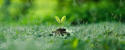 Preview: Trees sprout on the ground on the green grass in the summer morning