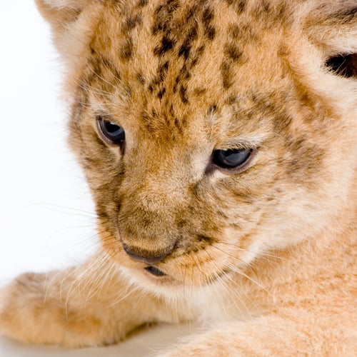 Preview: Lion Cub's c