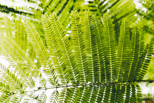 Preview: Close-up of Leaves of The Flame tree. Green leaf background concept. Natural environment wallpaper.