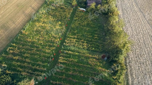 Preview: Farmer heroic harvesting grapes in wine farm in the italian hills of Castell'Arquato