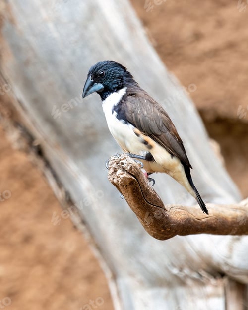 Preview: a bird that is perched on top of a branch on a tree