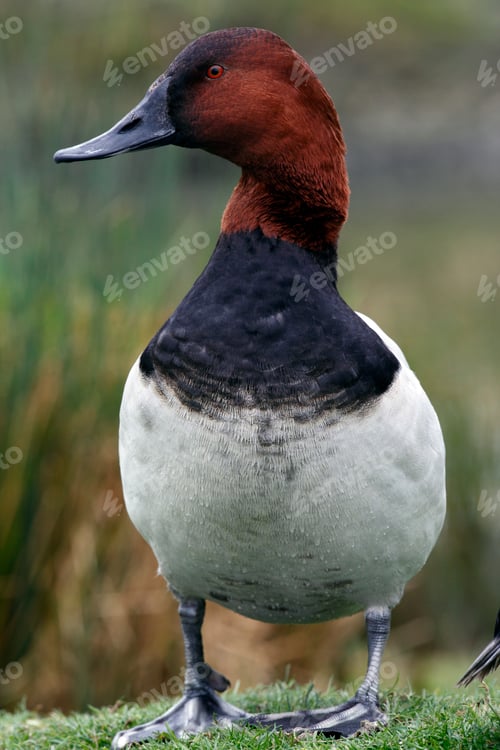 Preview: Canvasback Duck