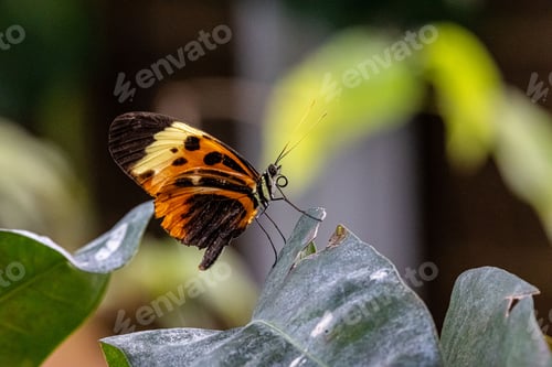 Preview: Beautiful butterfly with yellow, black and white markings is perched on the edge of a green leaf