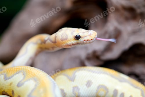 Preview: Yellow and white mixed python snake.