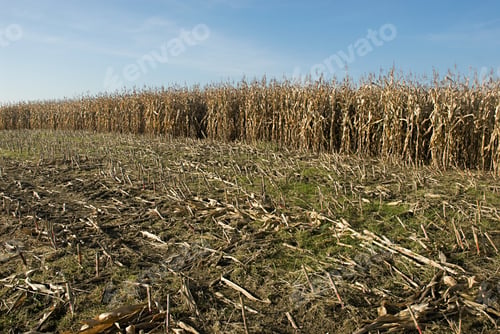 Preview: Havested crop