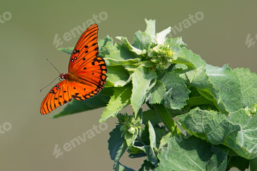 Preview: Pretty orange gulf fitillary.