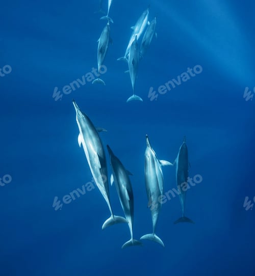 Preview: Shallow underwater seascape, fish underwater photo