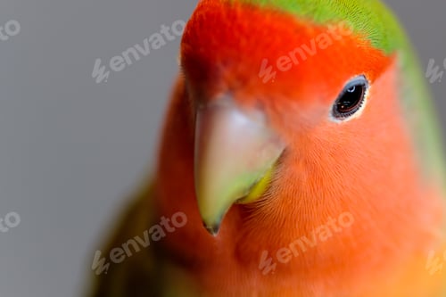 Preview: Closeup shot of a cute peach faced love bird with a blurred background