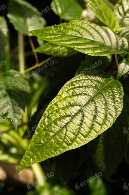 Preview: Piper auritum leaf macro in sunlight for concepts of natural beauty, health and tropical greenery
