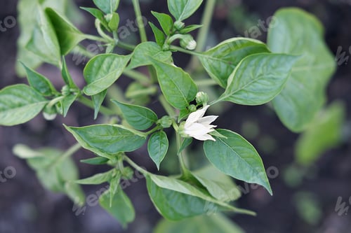 Preview: bell pepper flower. plant growing in a greenhouse. home grown vegetables concept.