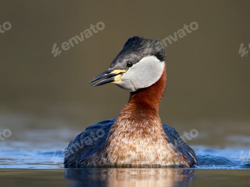 Preview: Red-necked grebe (Podiceps grisegena)