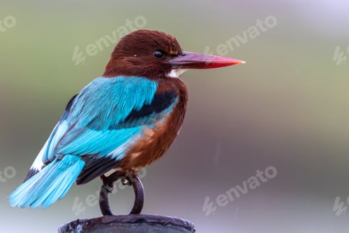 Preview: A kingfisher under a light rain..