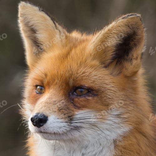 Preview: Red fox