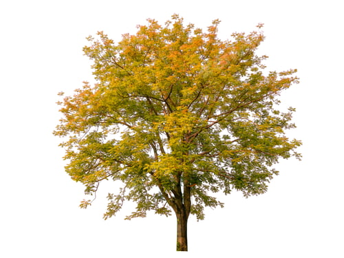 Preview: autumn tree isolated on white background