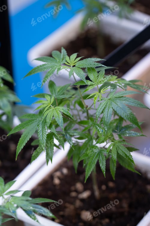 Preview: Green house and harvesting of cannabis weed hemp plants cultivation of marijuana farm laboratory