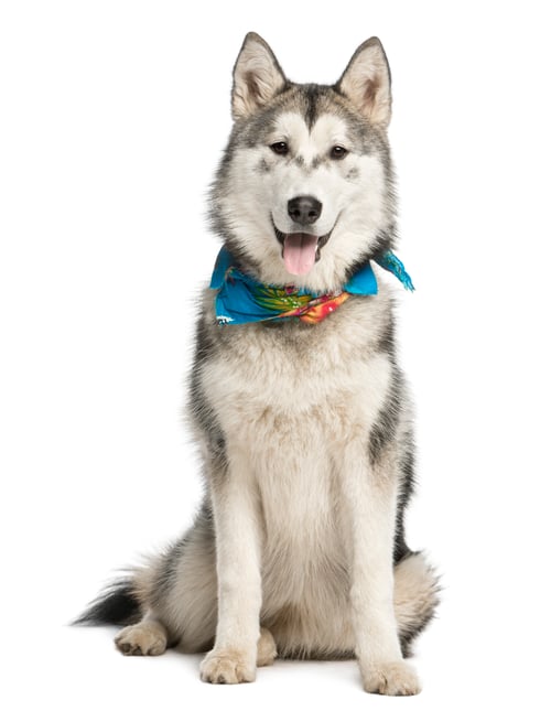 Preview: Alaskan Malamut wearing a blue scarf, sitting and panting, isolated on white