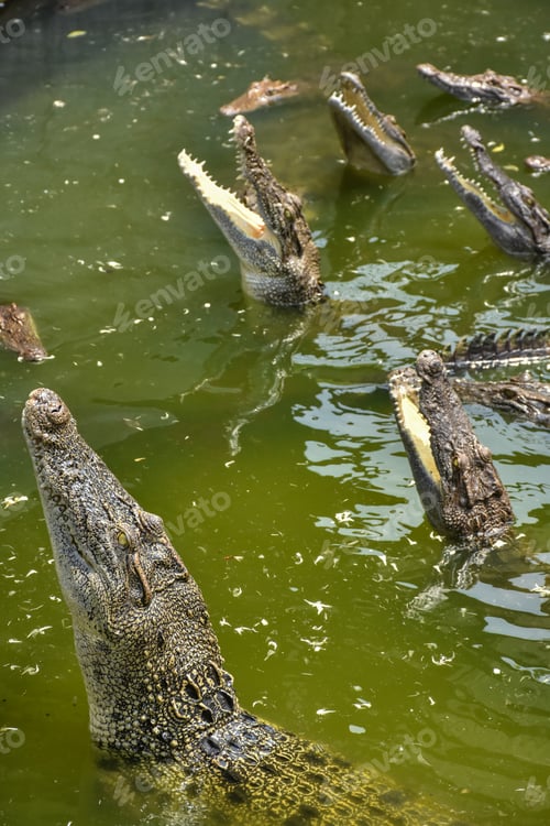 Preview: Young crocodile opening mouth and resting under the sun. Close up large reptiles. close up crocodile
